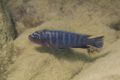 Pseudotropheus fuscus 'Chirwa Island'